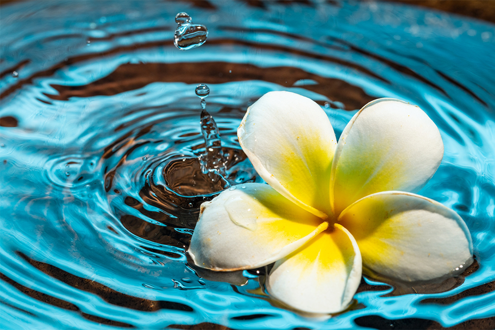 水に浮かぶ花